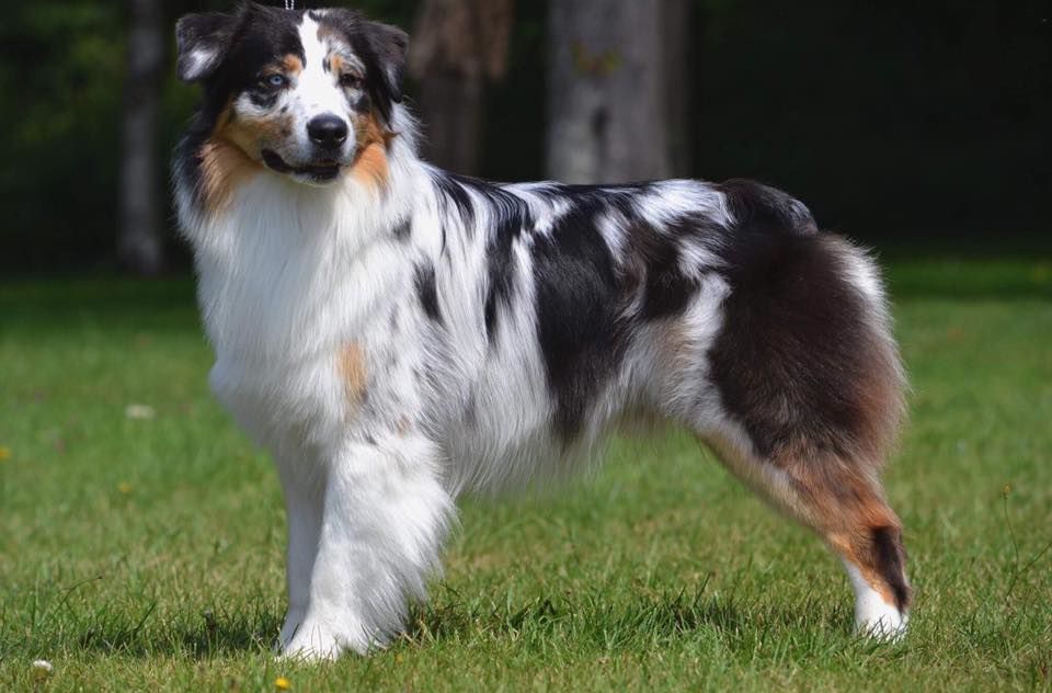 Sr my blueberry flavour's remember dit mango Du Domaine Du Boisgeloup