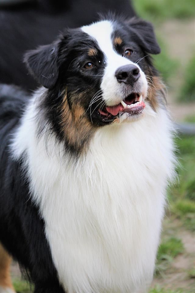 Mika Du Domaine Du Boisgeloup