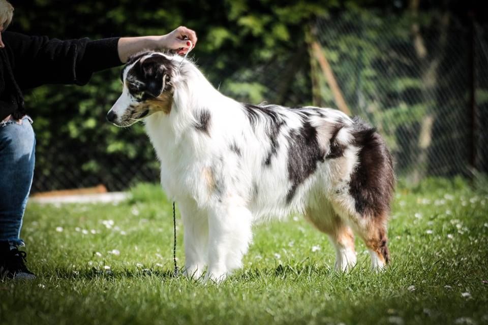 Sr my blueberry flavour's remember dit mango Du Domaine Du Boisgeloup