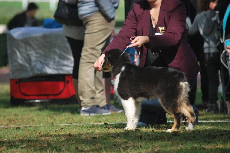 Maya Du Domaine Du Boisgeloup - 1er très prometteur/2 BOS BABY