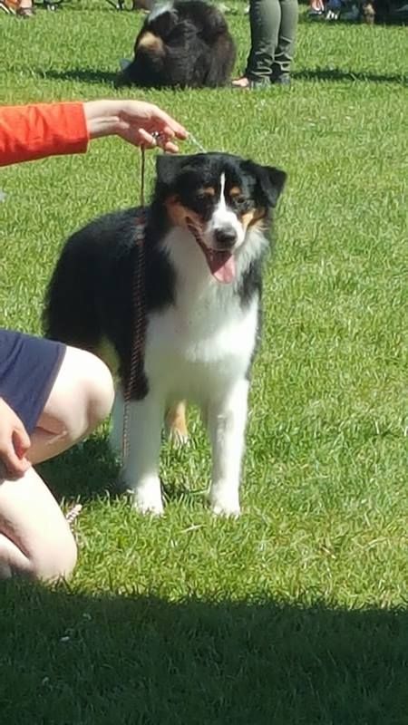 Maya Du Domaine Du Boisgeloup - 3ème excellent/8 - classe jeune femelle