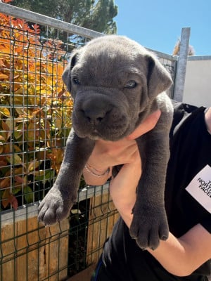 Les chiots de Cane Corso
