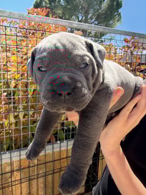 Les chiots de Cane Corso