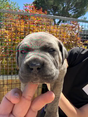 Les chiots de Cane Corso