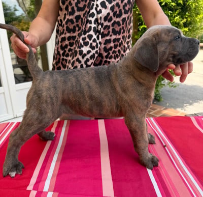 Les chiots de Cane Corso
