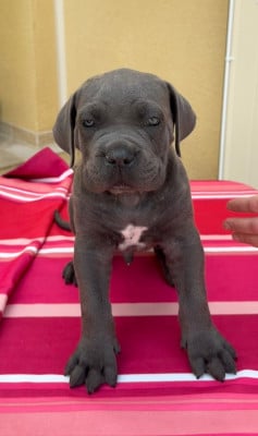 Les chiots de Cane Corso