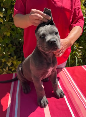 Les chiots de Cane Corso