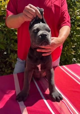 Les chiots de Cane Corso