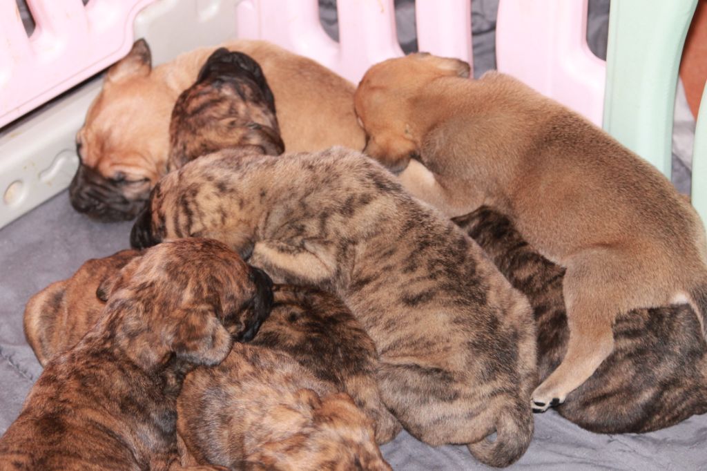 Les b?b?s de L'oural Dogo Canario