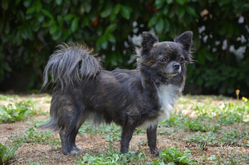 Publication : Des Merveilles d'Adhara Auteur : Christine FAUCHER