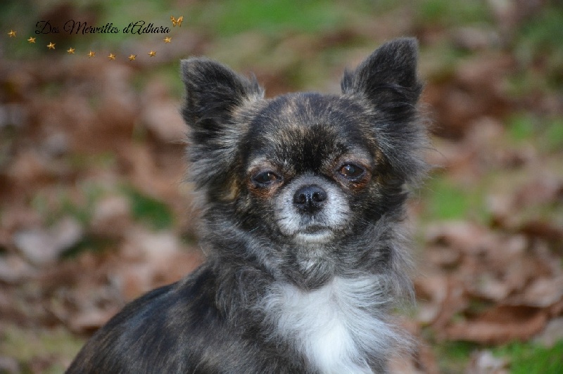 Publication : Des Merveilles d'Adhara Auteur : Christine FAUCHER