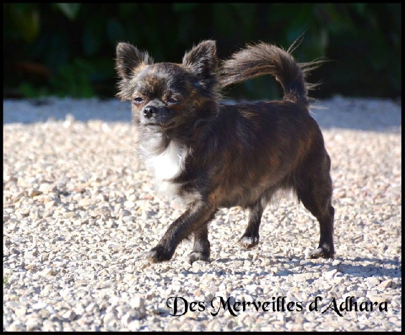 Publication : Des Merveilles d'Adhara Auteur : Christine FAUCHER