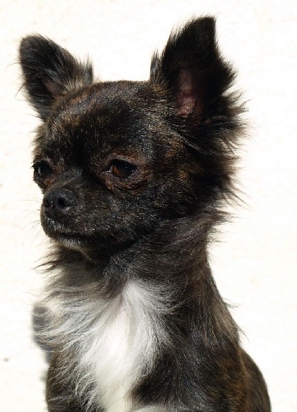 Publication : Des Merveilles d'Adhara Auteur : Christine FAUCHER