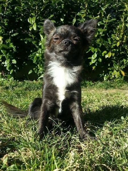 Publication : Des Merveilles d'Adhara Auteur : Christine FAUCHER