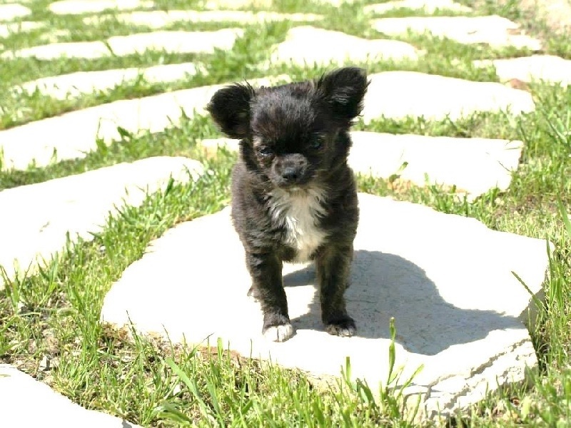 Publication : Des Merveilles d'Adhara Auteur : Christine FAUCHER