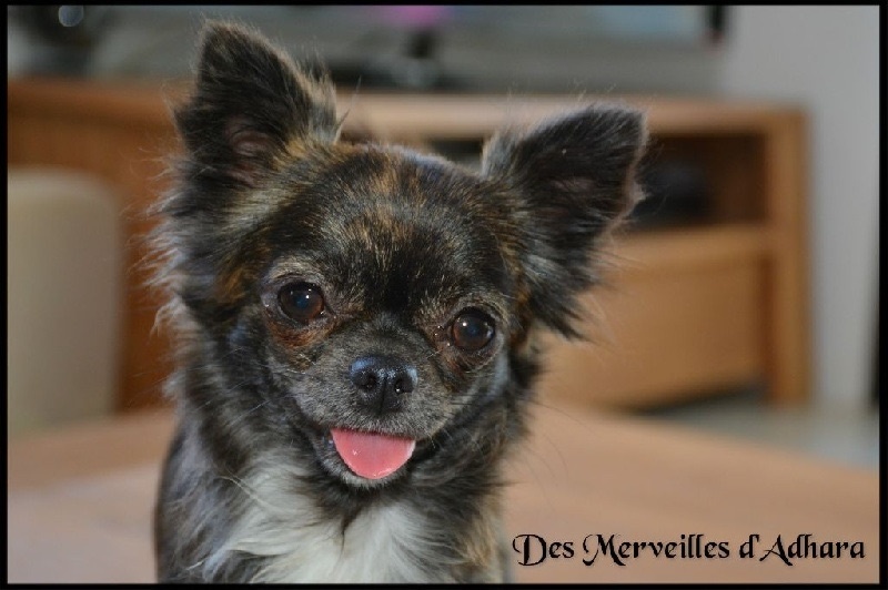 Publication : Des Merveilles d'Adhara Auteur : Christine FAUCHER