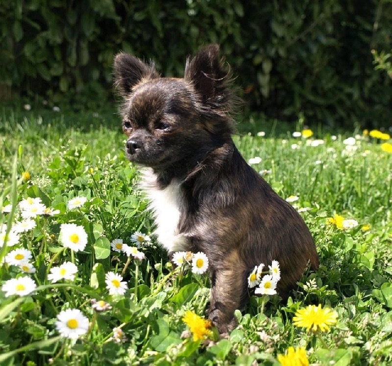 Publication : Des Merveilles d'Adhara Auteur : Christine FAUCHER