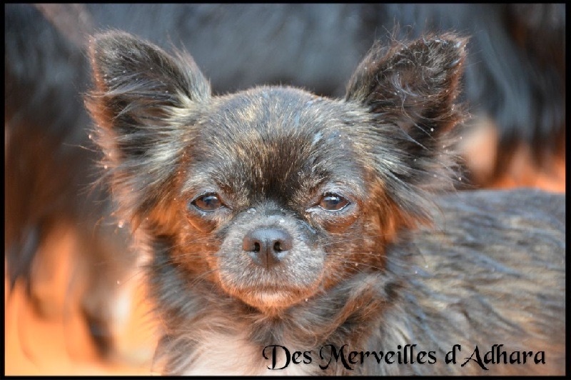 Publication : Des Merveilles d'Adhara Auteur : Christine FAUCHER