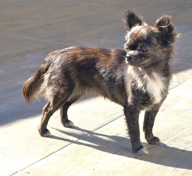 Publication : Des Merveilles d'Adhara Auteur : Christine FAUCHER