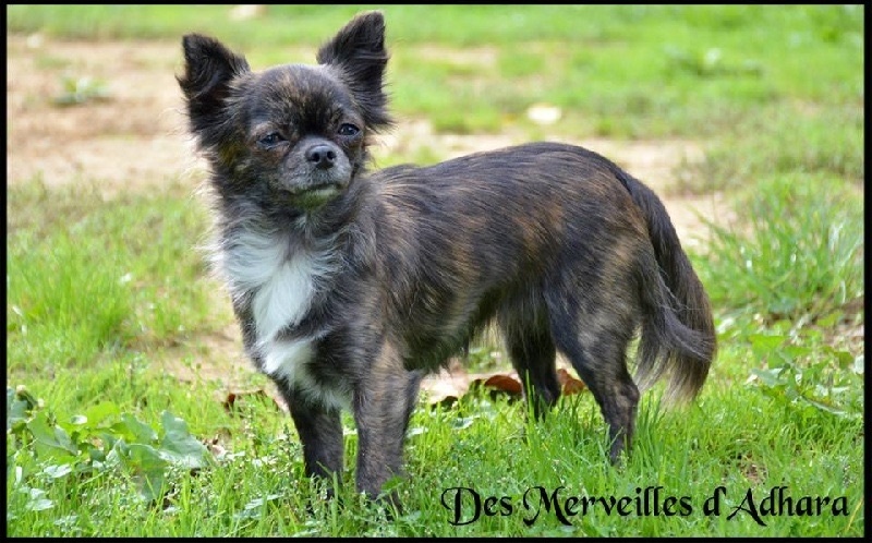 Publication : Des Merveilles d'Adhara Auteur : Christine FAUCHER