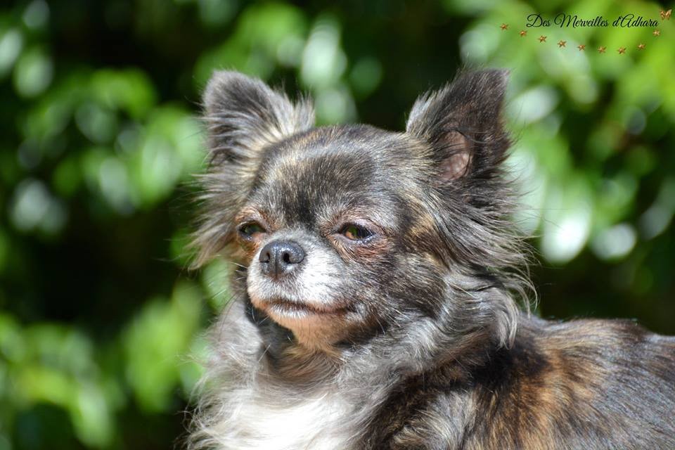 Publication : Des Merveilles d'Adhara Auteur : Christine FAUCHER