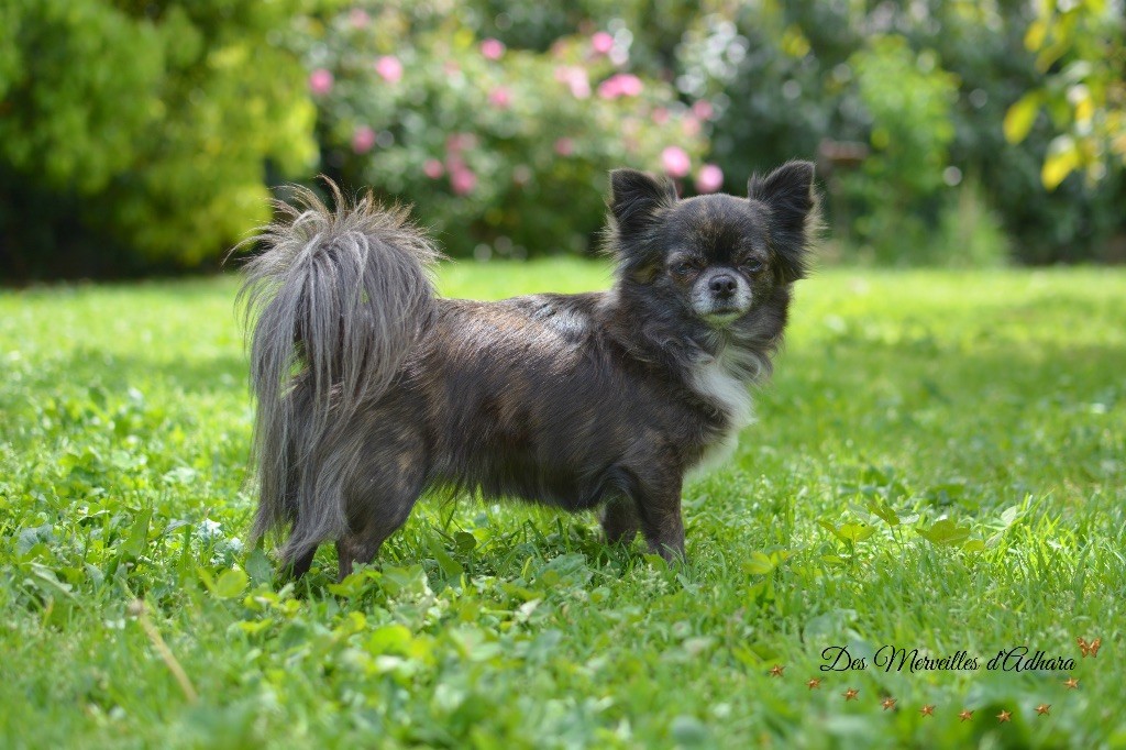 Publication : Des Merveilles d'Adhara Auteur : Christine FAUCHER