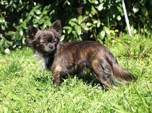 Java d'Acca Larentia - Très prometteur 1 ère Puppy femelle