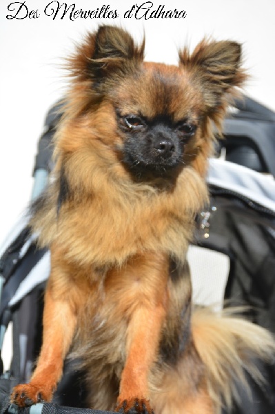 Jules cesar d'Acca Larentia - CONFIRMATION + TAN 10/10