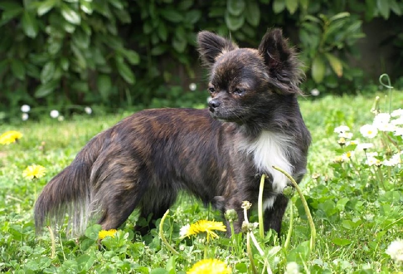 Java d'Acca Larentia - 2 ème Très Bon Classe jeune femelle