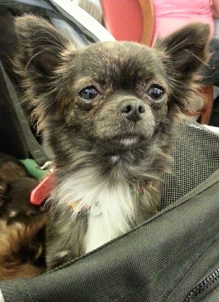 Java d'Acca Larentia - CONFIRMATION + TAN 10/10