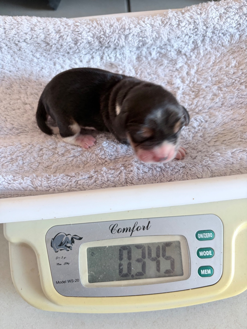 Chiot N°1