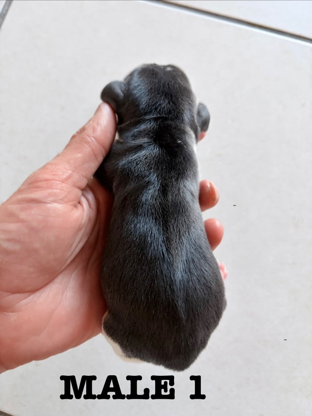 Chiot N°1