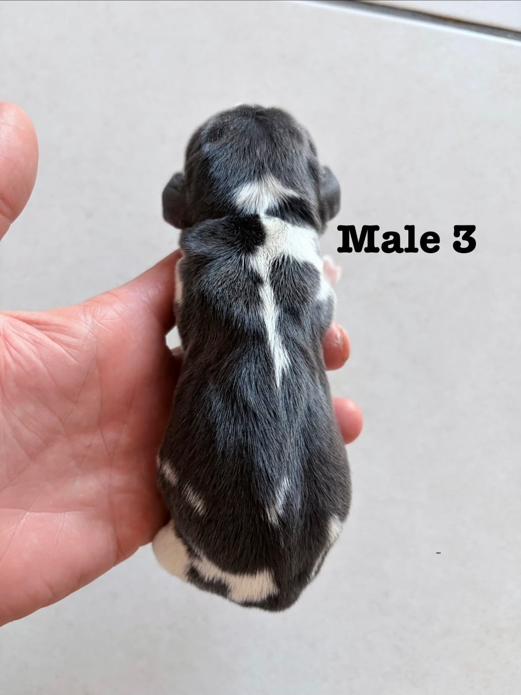 Chiot N°3