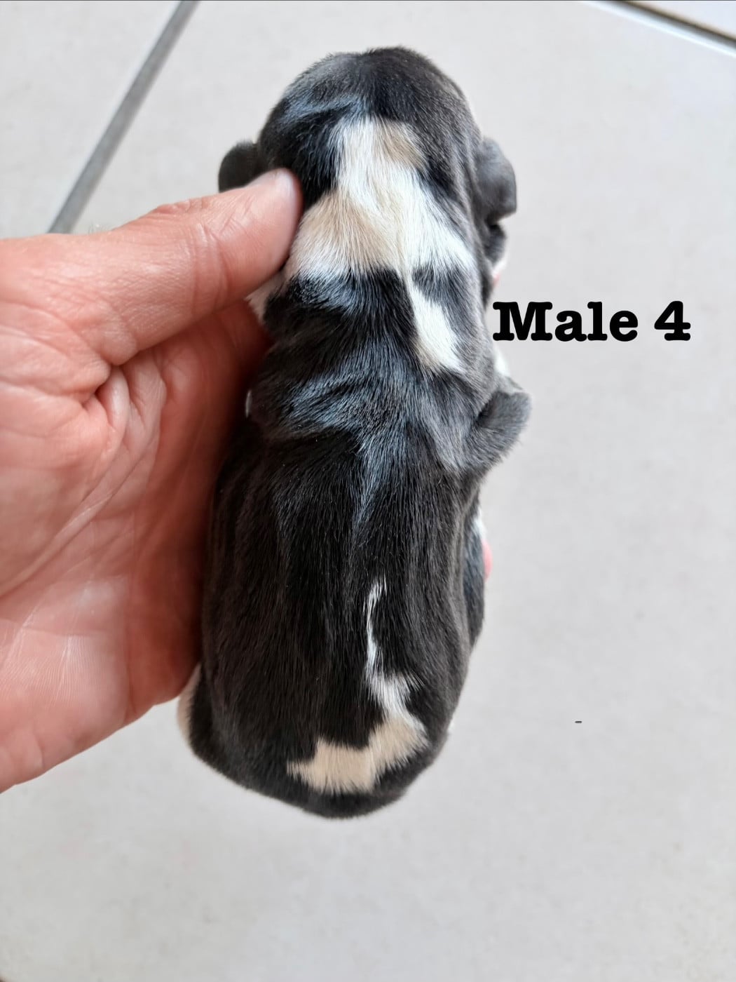Chiot N°4