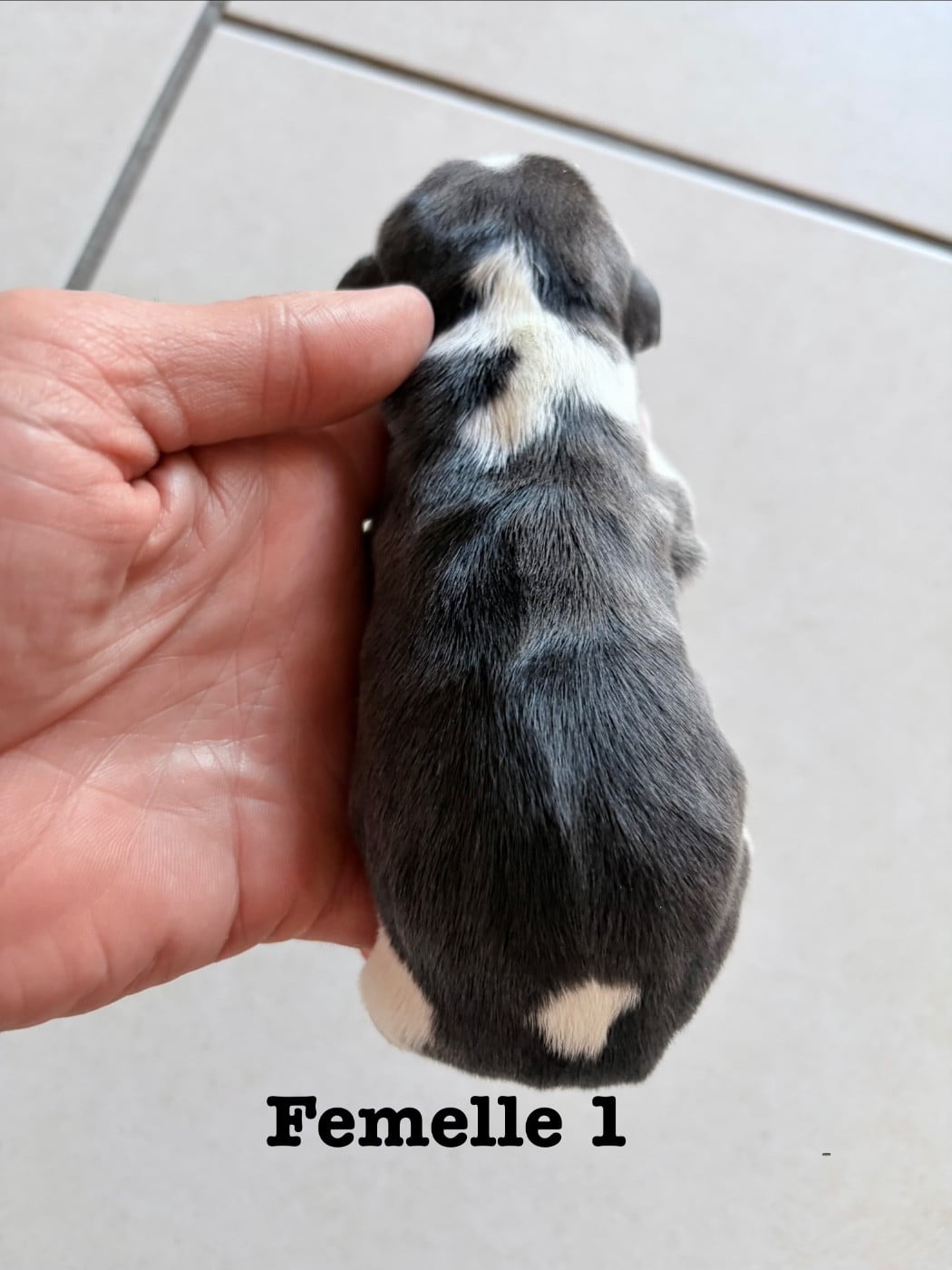 Chiot N°5