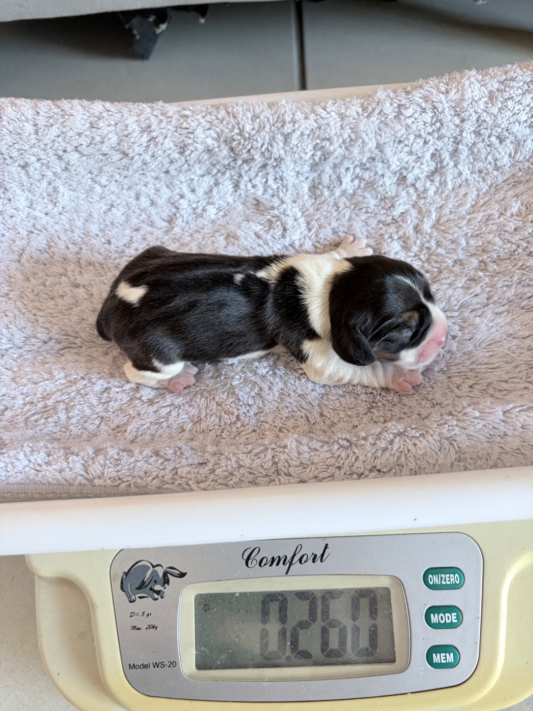 Chiot N°6