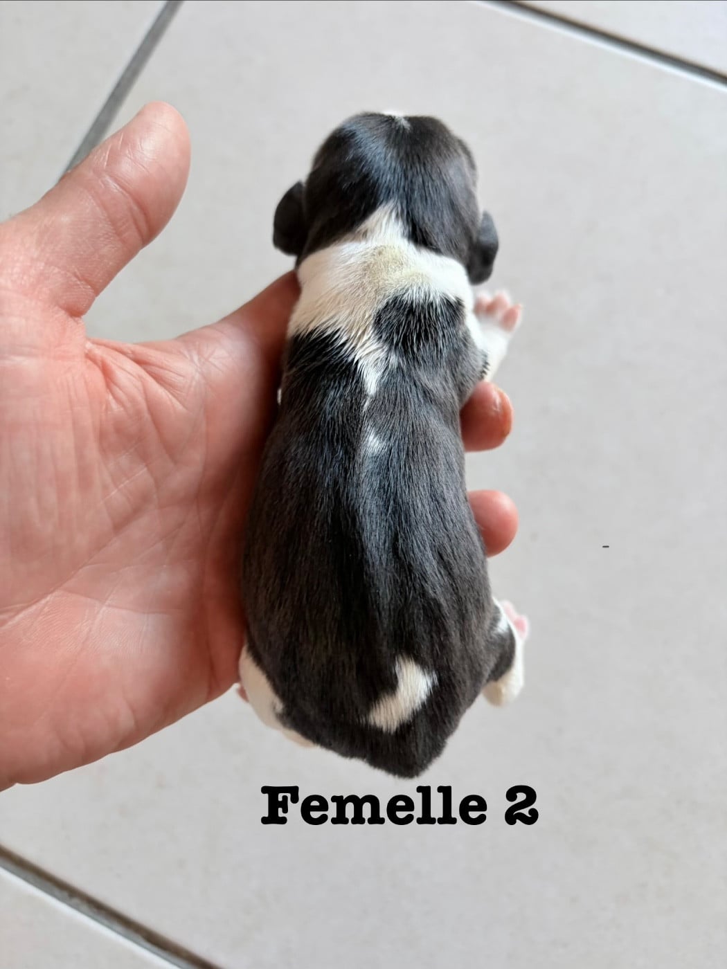 Chiot N°6