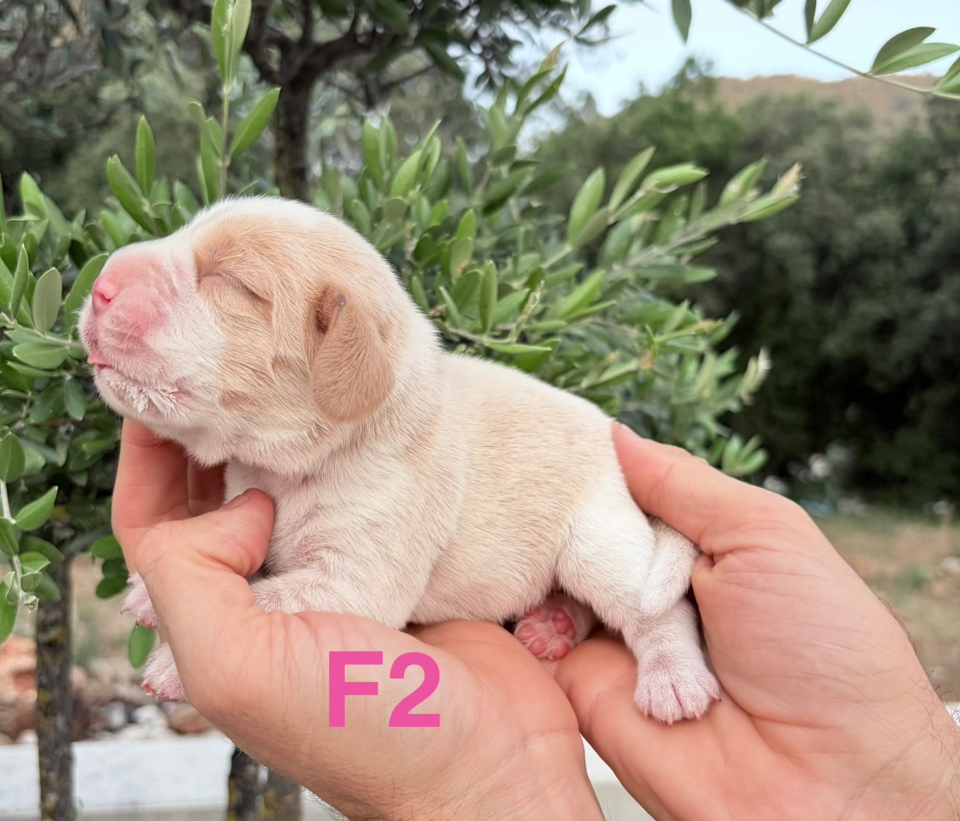 CHIOT 2 - Beagle