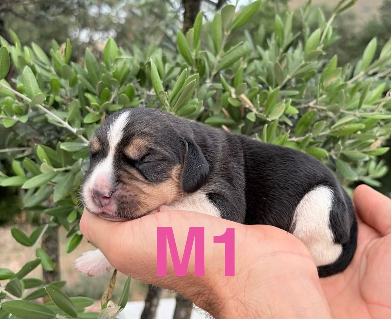 CHIOT 4 - Beagle