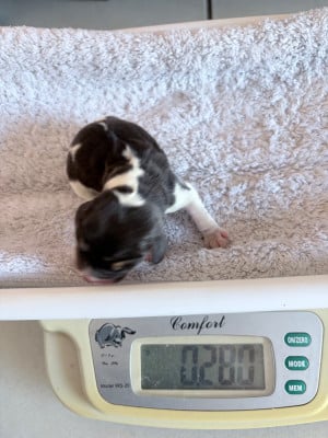 Les chiots de Beagle