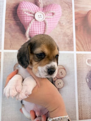 Les chiots de Beagle