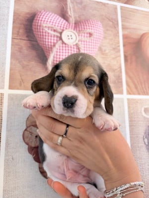 Les chiots de Beagle