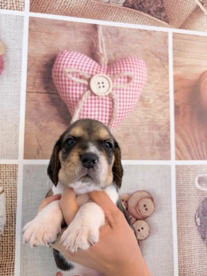 Les chiots de Beagle
