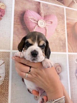 Les chiots de Beagle
