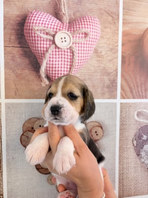 Les chiots de Beagle