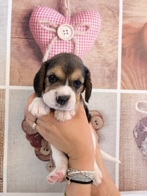 Les chiots de Beagle