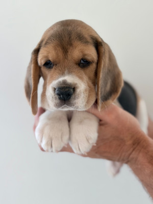 Les chiots de Beagle