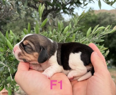 Les chiots de Beagle