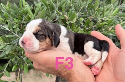 Les chiots de Beagle