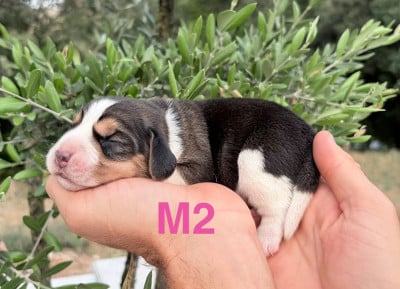 Les chiots de Beagle